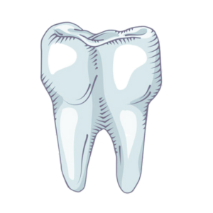 General dentistry: cleanings, fillings, and x-rays